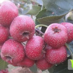 山东临朐大金星：辛寨镇刘先生