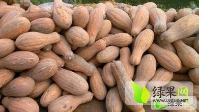 宜城南瓜供应量大 个头好 色泽红 味道甜