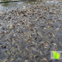 福建泥鳅苗种类繁多 欢迎实地考察订购