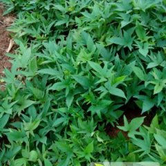 雁江红薯大量上市 品种繁多 欢迎来订购