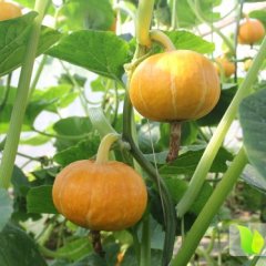 2014新河南瓜走过路过不要错过