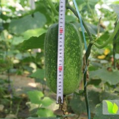 新河绿春小冬瓜口感更好 颜色更均匀