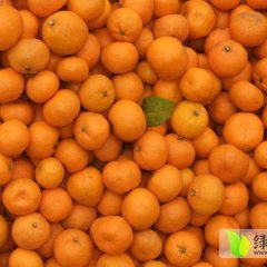 湖北蜜桔已经上市，外观光泽圆滑，口感甜