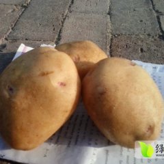 平川一点红土豆个头大 形状圆扁 口感好