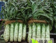 郯城福建永安红莴苣质量优 皮薄肉脆 绿瓤