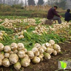 襄阳光头芥菜无农药残留 质量放心