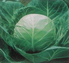 清苑万亩圆包菜大量上市 保质保量