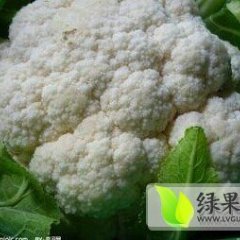 宿州菜花质量高 价格详谈 欢迎来收购