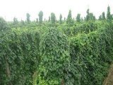民權(quán)種植大量優(yōu)質(zhì)山藥現(xiàn)已上市 有意出售