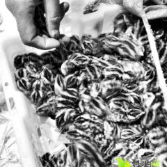 北戴野山鸡黄色的羽毛夹着黑色条纹