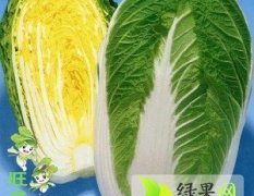 呼兰韩国黄心白菜菜叶深绿 水分较多 鲜食爽口