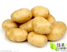 本地区大量种植马铃薯 欢迎上门考察选购