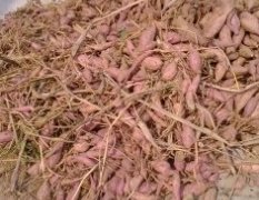柳城10万斤紫薯红薯出售 欢迎来洽谈采购