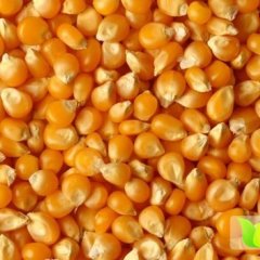 金牛玉米假一赔十,西华何生诚信合作