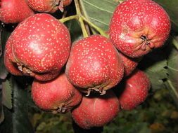 晋州市山楂品种多样 颜色正 口感好