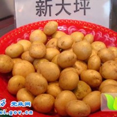 定西新大坪土豆淀粉含量高 优质口感