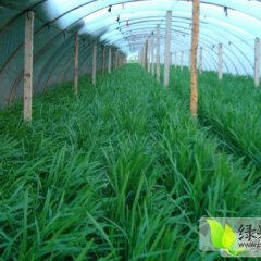 河北肃宁韭菜绿色无公害 望客商前来订购