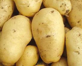 内蒙古土豆薯肉白色 致密度紧 表皮光滑