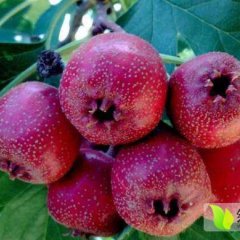 山西大金星山楂 耐贮藏 果个大 价格优惠