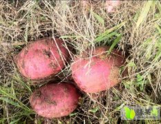 临沭鲁薯红薯开始丰收 品种优良