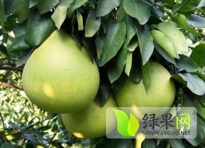 2014年湖南洪江金兰柚子价格