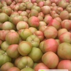 河南新乡西红柿保质保量 欢迎前来收购