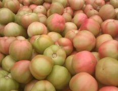河南新乡西红柿保质保量 欢迎前来收购