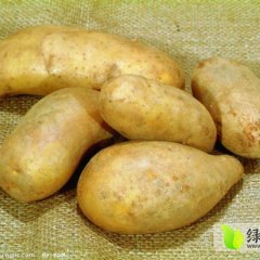 内蒙古察右后旗夏波蒂土豆质量上乘