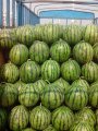 昌乐京欣西瓜营养丰富 欢迎来洽谈收购