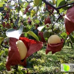 陕西礼泉盛产酥梨 全是纸袋酥梨 梨面优良