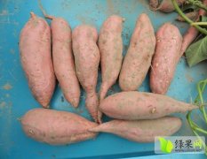2014东昌府红薯今年价格有看点