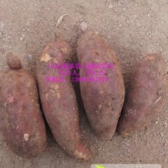 山东临沭青云镇苏薯8号：青云镇 李长杰