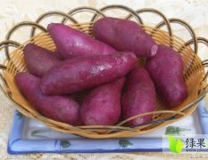 曲阜紫薯大量上市 淀粉含量高 口感适口