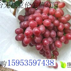 烟台红宝石无核葡萄色泽艳丽 口感好