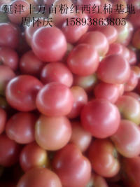延津西红柿日上货百万斤 果硬色艳 品质优良