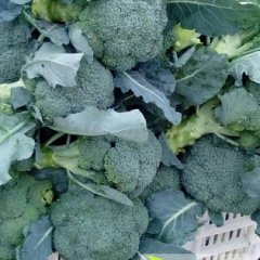 肥城西兰花大量上市 欢迎前来咨询考察