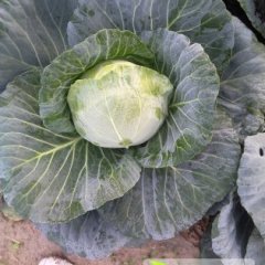 河北昌黎优质甘蓝