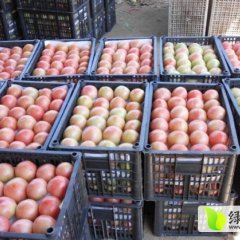 莘县有大量大红西红柿出售 日交易量大