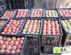 莘县有大量大红西红柿出售 日交易量大
