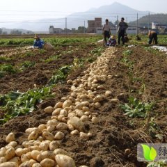 宁城现出售黑土地优质土豆 质量好 价格面议