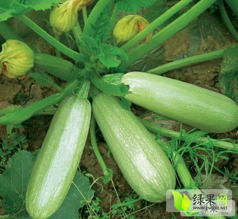 2014年河南扶沟京葫三号价格