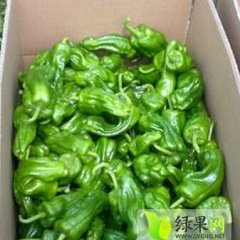 芜湖椒大量出售 无病伤 质量保证