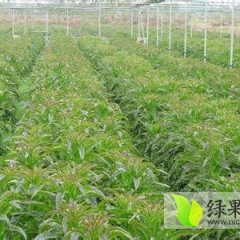 郯城有大面积莴苣上市 欢迎来考察收购