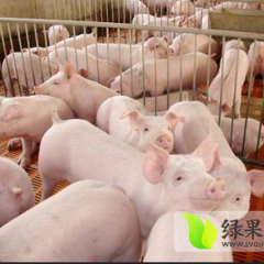 本人常年供应出售家养三元生猪