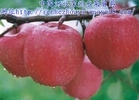 求购红富士苹果500吨以上 要求色度80%