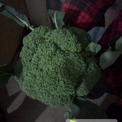 淇滨西兰花品质优良 欢迎新老客户来收购