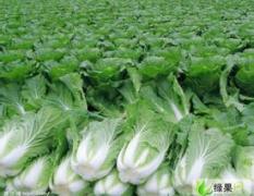 忻州出售白菜 萝卜 芥菜等各种蔬菜