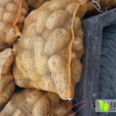 内蒙古荷兰七号：农场马先生