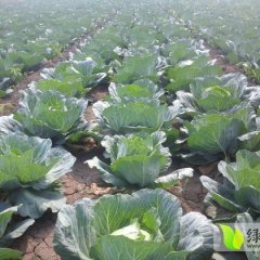 青州甘蓝现已大量上市 品种多样 质优价廉