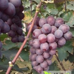 2015柏乡葡萄二茬果今年价格有看点